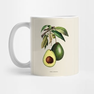 Avocado Antique Botanical Illustration Mug